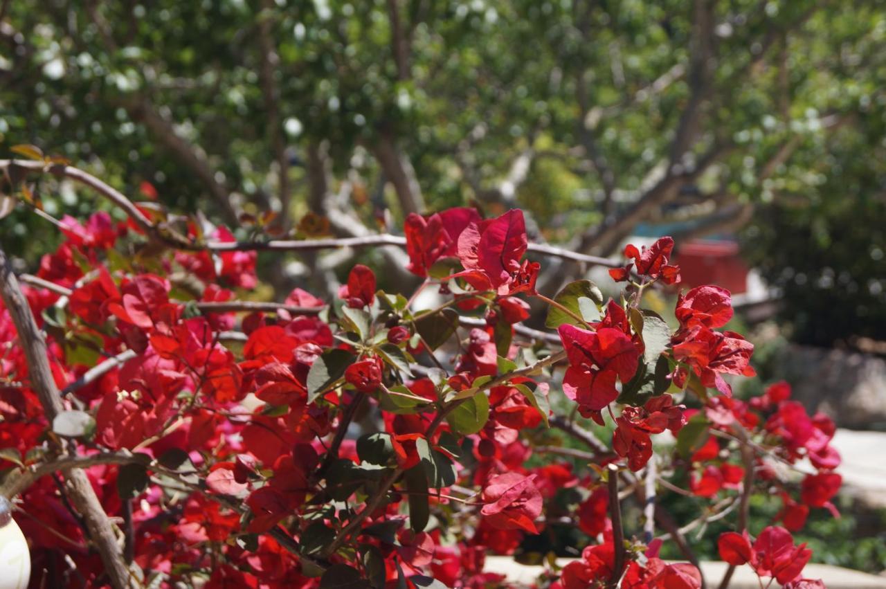 Les Jardins De Santa Giulia - Charmante Chambre D'Hote 维琪奥港 外观 照片